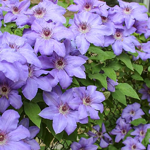 Clematis Blue Cotillion, С2 артикул фото 1 Clematis Blue Cotillion, С2 изображение 1 артикул 5467