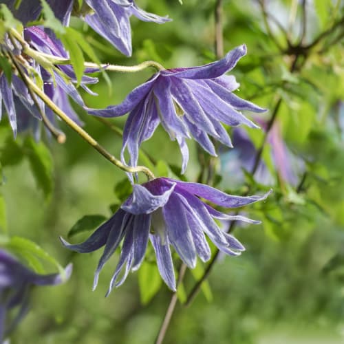 Clematis Cecile, С2 изображение 1 артикул 5469