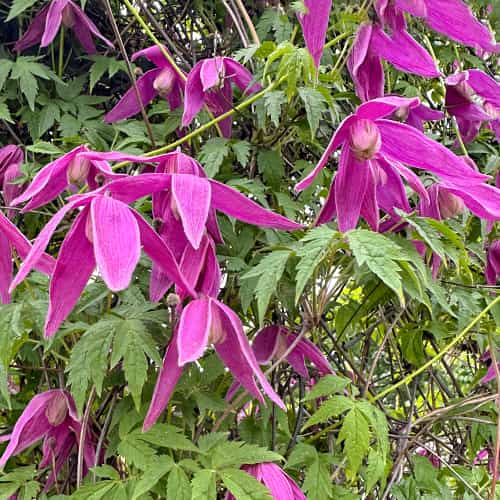 Clematis Constance, С2 изображение 1 артикул 5470