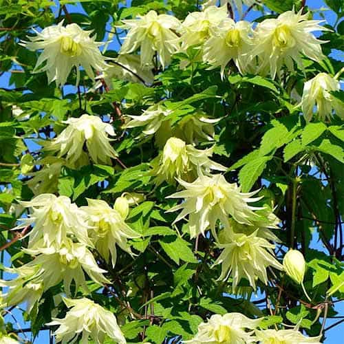 Clematis Golden Dream, С2 артикул фото 1 Clematis Golden Dream, С2 изображение 1 артикул 5474