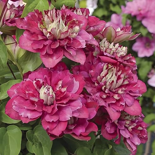 Clematis Hot Kisses, С2 изображение 1 артикул 5476