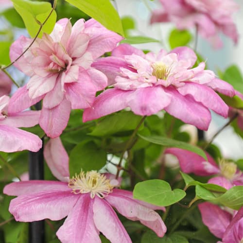 Clematis Innocent Glance, С2 изображение 1 артикул 5479