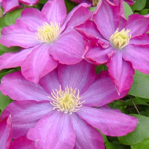 Clematis Kakio Pink Champagne, С2 изображение 1 артикул 5481