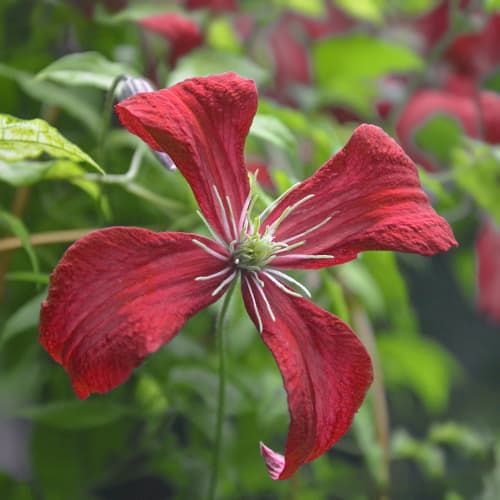 Clematis Strawberry Fields, С2 изображение 1 артикул 7764