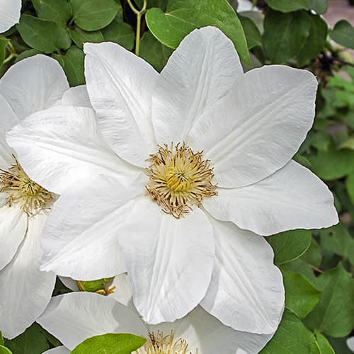 Clematis Sweet Morning, С2 изображение 1 артикул 7765