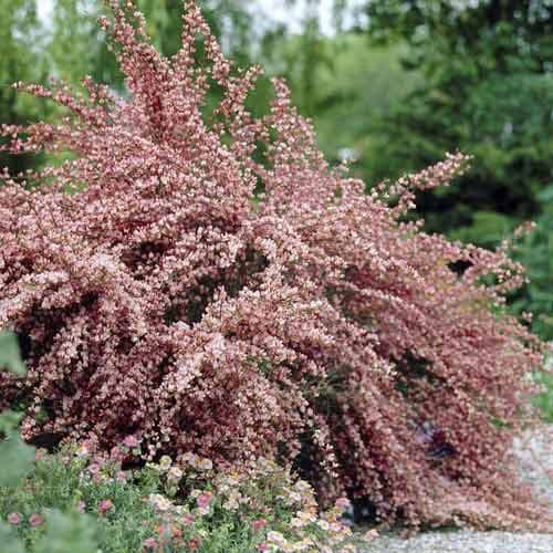 Cytisus Moyclare Pink, С2 артикул фото 1 Cytisus Moyclare Pink, С2 изображение 1 артикул 7767