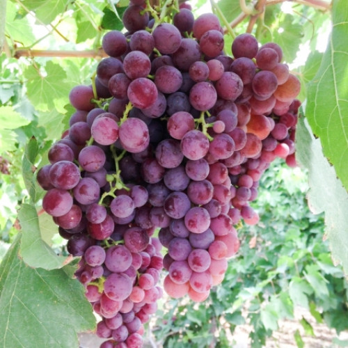 Лоза Червен кишмиш изображение 1 артикул 7338