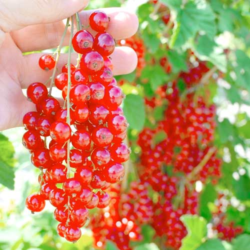 Френско грозде червено Rolan изображение 1 артикул 7602