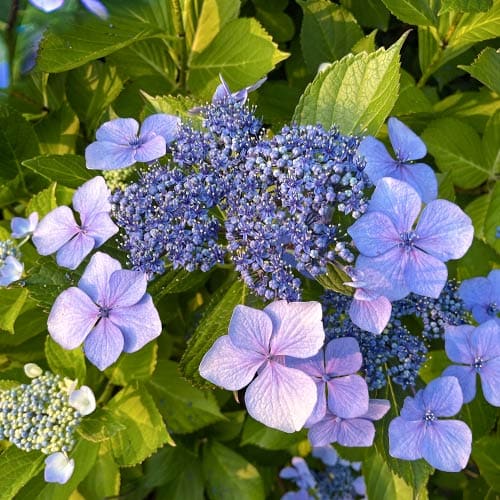 Хортензия едролистна Libelle, P9 артикул фото 1 Хортензия едролистна Libelle, P9 изображение 1 артикул 4729