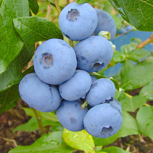 Боровинка синя Bonus изображение 1 артикул 9325