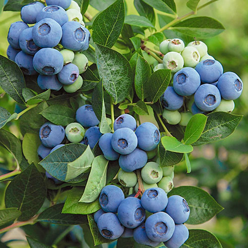 Боровинка синя Denis Blue изображение 1 артикул 9220