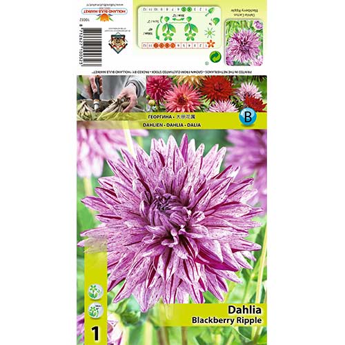 Далия Blackberry Ripple изображение 1 артикул 70370