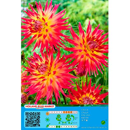 Далия Bora Bora изображение 1 артикул 76411