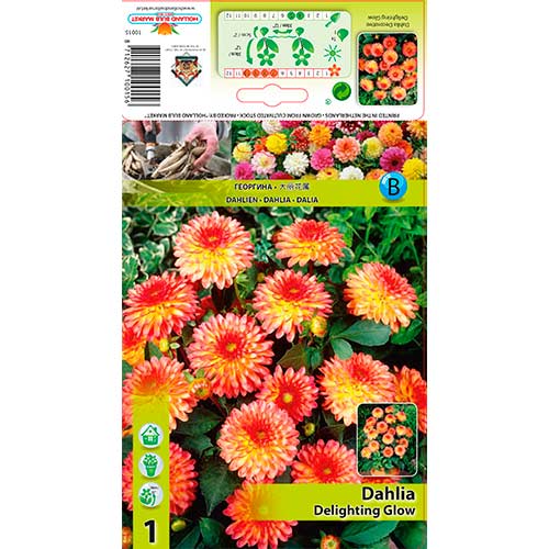 Далия Delighting Glow изображение 1 артикул 76566