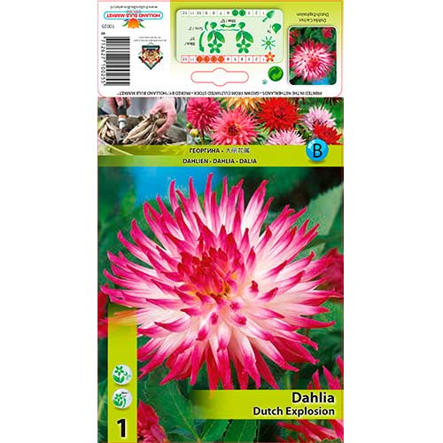 Далия Dutch Explosion артикул фото 1 Далия Dutch Explosion изображение 1 артикул 76206