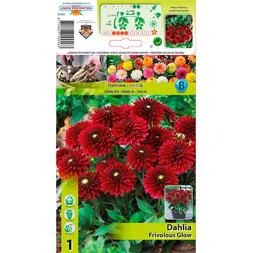 Далия Frivolous Glow изображение 1 артикул 70372