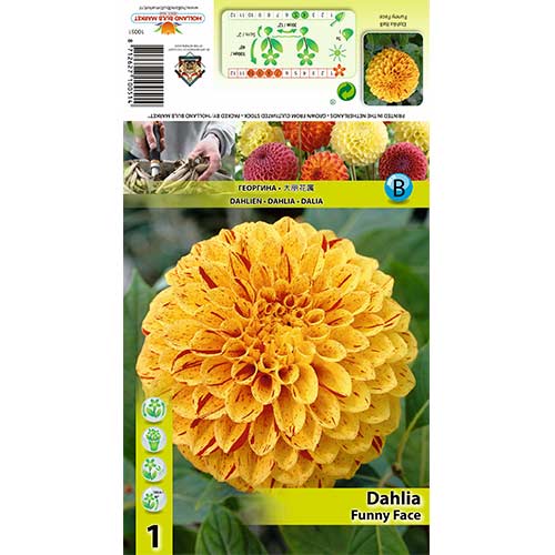 Далия Funny Face изображение 1 артикул 70483