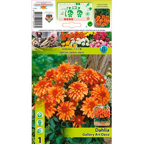 Далия Gallery Art Deco изображение 1 артикул 76207