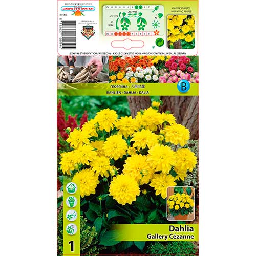 Далия Gallery Cezanne изображение 1 артикул 76562