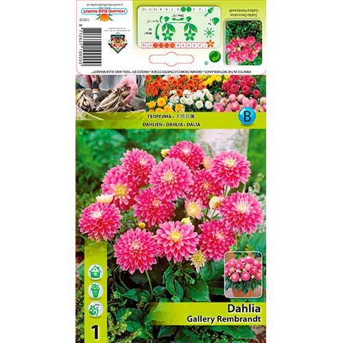 Далия Gallery Rembrandt изображение 1 артикул 76209