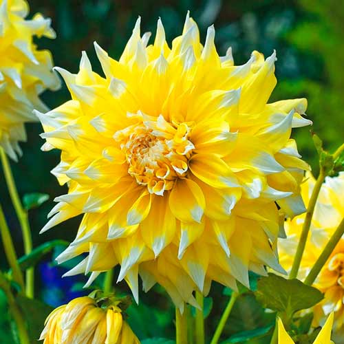 Далия Grand Prix изображение 1 артикул 70373