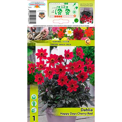 Далия Happy Days Cherry Red изображение 1 артикул 76210