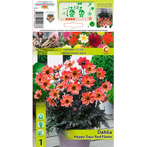 Далия Happy Days Red Flame артикул фото 1 Далия Happy Days Red Flame изображение 1 артикул 76213
