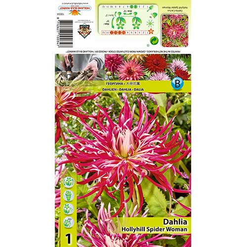 Далия Hollyhill Spider Woman артикул фото 1 Далия Hollyhill Spider Woman изображение 1 артикул 70375