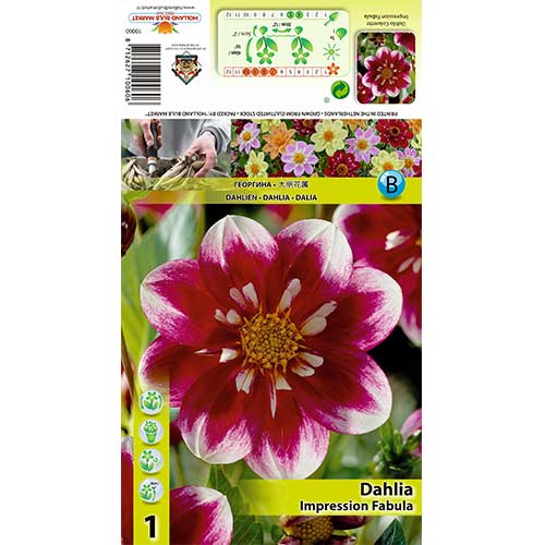 Далия Impressional Fabula изображение 1 артикул 70376