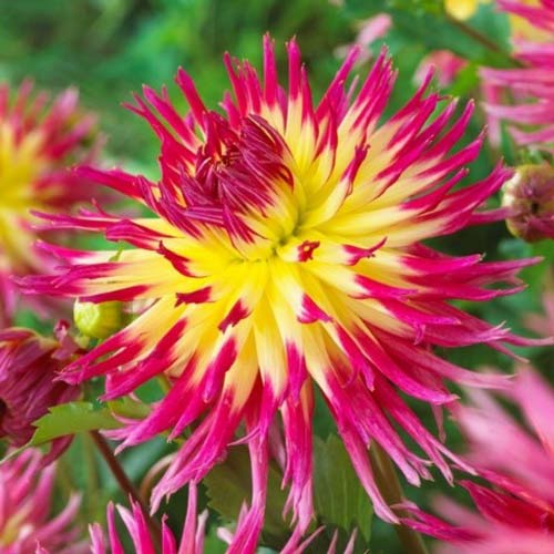 Далия Lindsay Michelle изображение 1 артикул 70378