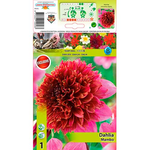Далия Mambo изображение 1 артикул 76214