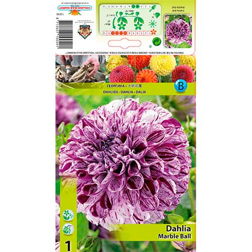 Далия Marble Ball изображение 1 артикул 76215