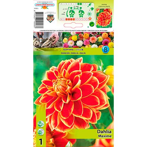 Далия Maxime изображение 1 артикул 76423