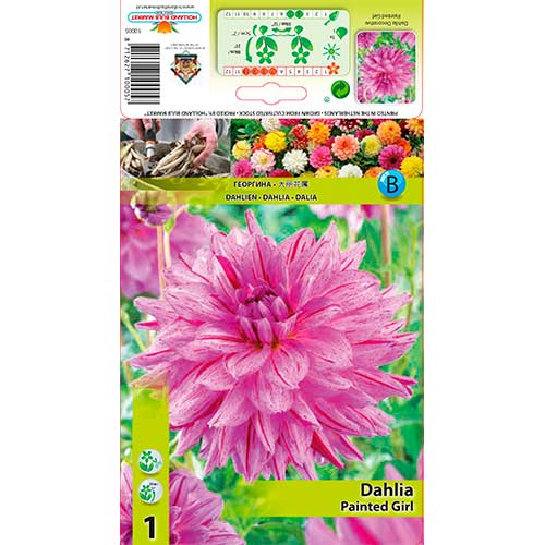 Далия Painted Girl изображение 1 артикул 76574