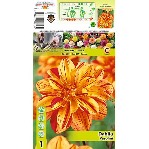 Далия Pasolini изображение 1 артикул 70380