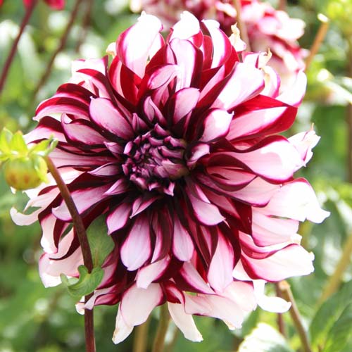 Далия Tartan изображение 1 артикул 70381