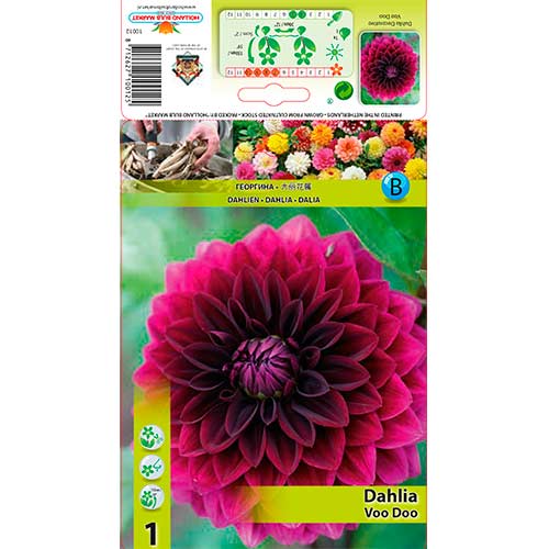 Далия Voo Doo изображение 1 артикул 76561