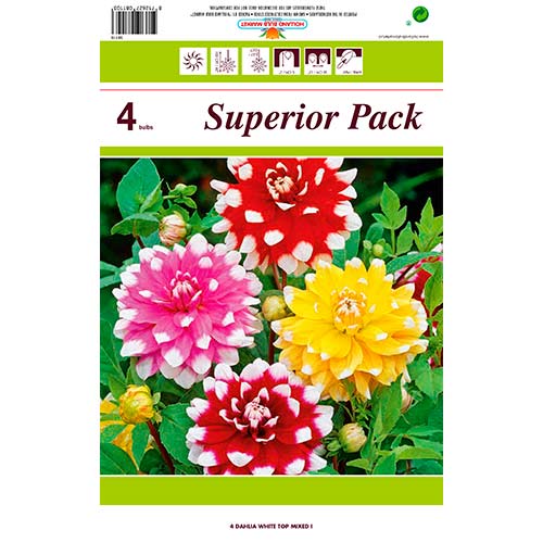 Далия White Top Mixed артикул фото 1 Далия White Top Mixed изображение 1 артикул 76431