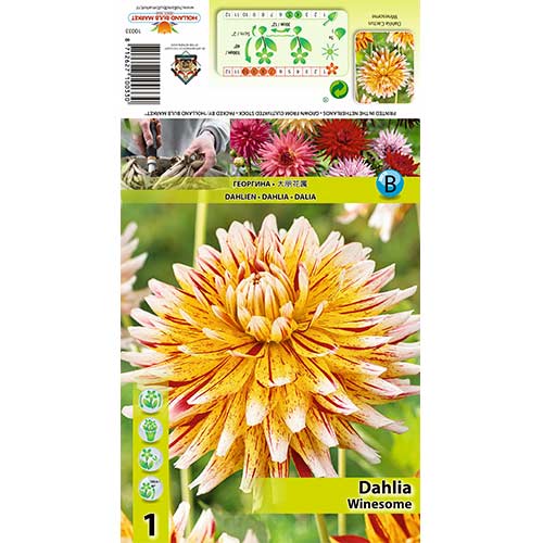 Далия Winesome изображение 1 артикул 70481