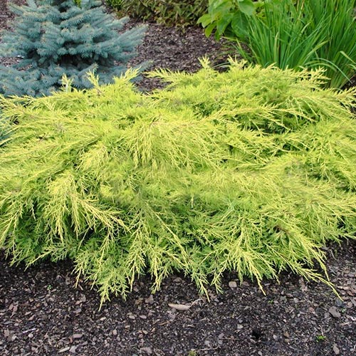 Хвойна Gold Star изображение 1 артикул 9436