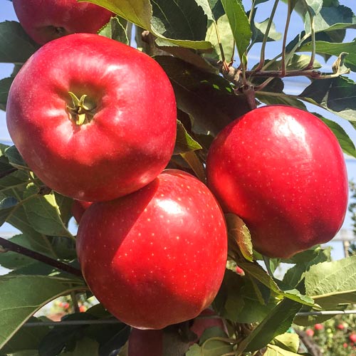 Ябълка Gala Lord артикул фото 1 Ябълка Gala Lord изображение 1 артикул 7974