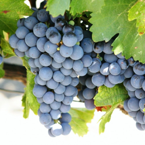 Лоза Cabernet de Sauvignon артикул фото 1 Лоза Cabernet de Sauvignon изображение 1 артикул 7336