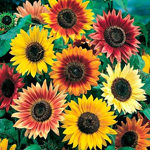 Декоративен слънчоглед Beauty Giant, смес артикул фото 1 Декоративен слънчоглед Beauty Giant, смес изображение 1 артикул 96576