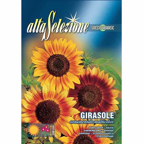 Декоративен слънчоглед многоцветен, смес от цветове артикул фото 1 Декоративен слънчоглед многоцветен, смес от цветове изображение 1 артикул 96339