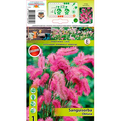 Динка Obtusa изображение 1 артикул 76362