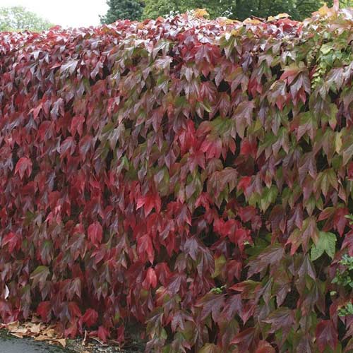 Parthenocissus tricuspidata Diamond Mountains, С2 изображение 1 артикул 8234