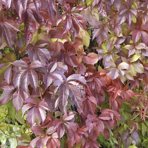 Parthenocissus quinquefolia Redwall® Troki, С2 изображение 1 артикул 8232