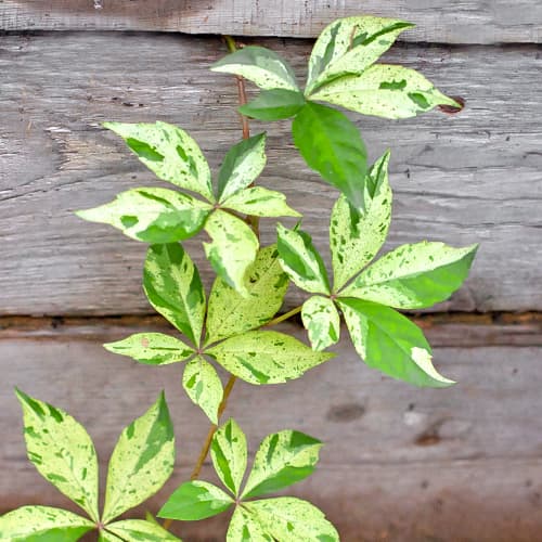 Дива лоза Star Showers, Р9 изображение 1 артикул 5866