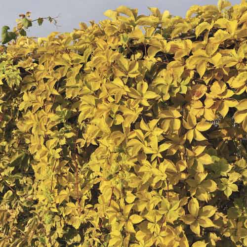 Parthenocissus quinquefolia Yellow Wall, С2 изображение 1 артикул 8233