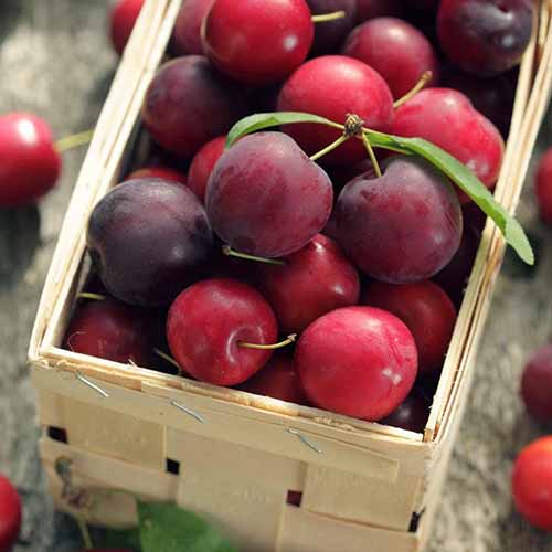 Джанка Koromila артикул фото 1 Джанка Koromila изображение 1 артикул 4859